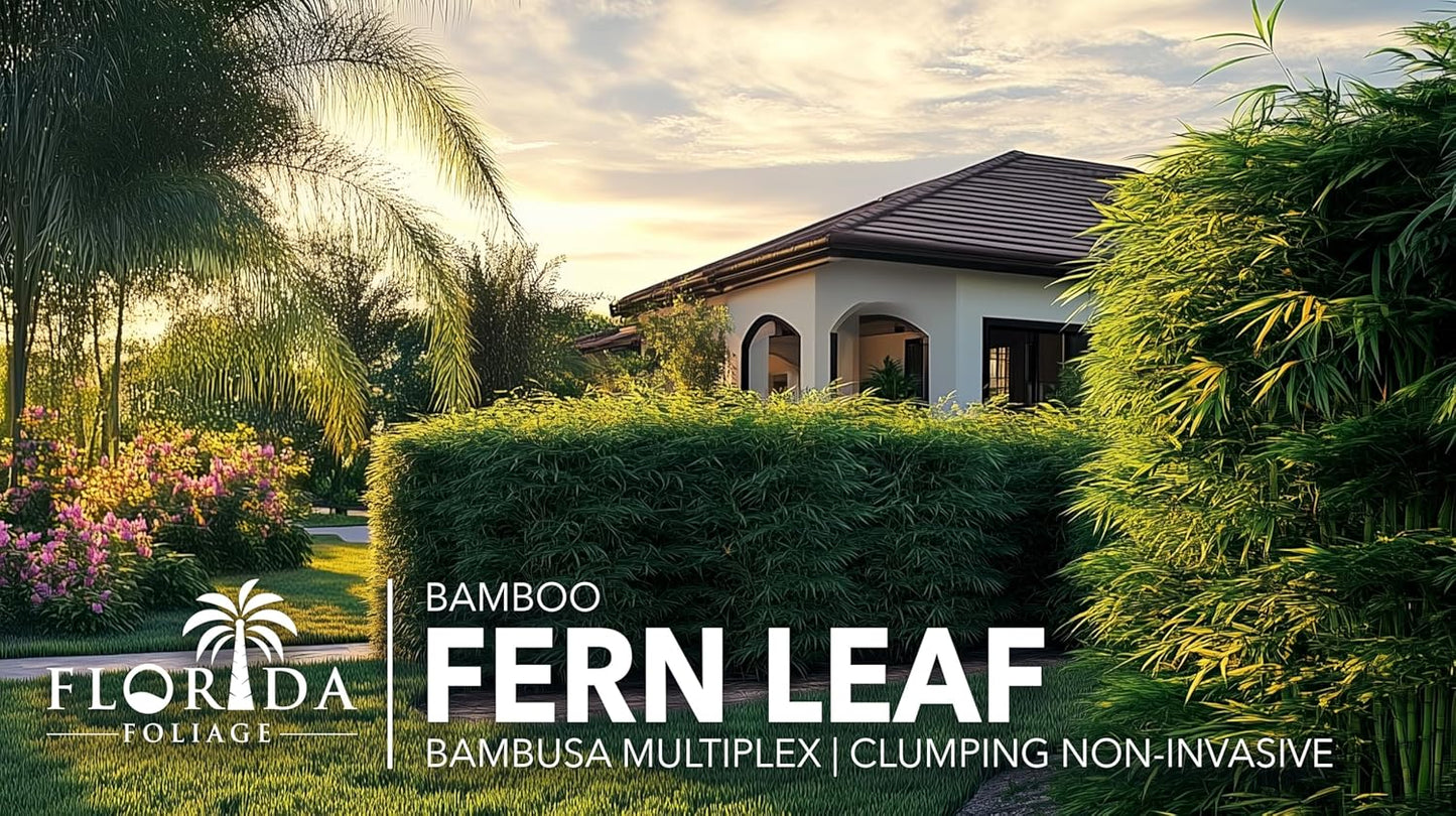 Bamboo Golden Goddess | 3 Large Gallon Size Plant | Bambusa multiplex | Fast Growing Clumping Bamboo | Privacy Hedge Windbreak Landscapes Borders Beds Decorative Accent Outdoor Screening Garden Zone