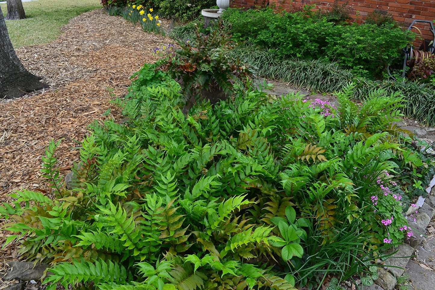 3 Japanese Holly Fern in 4 Inch Containers (Three Pots, One Plant Per Pot) Cyrtomium Falcatum Wonderful Shade Loving Plants!