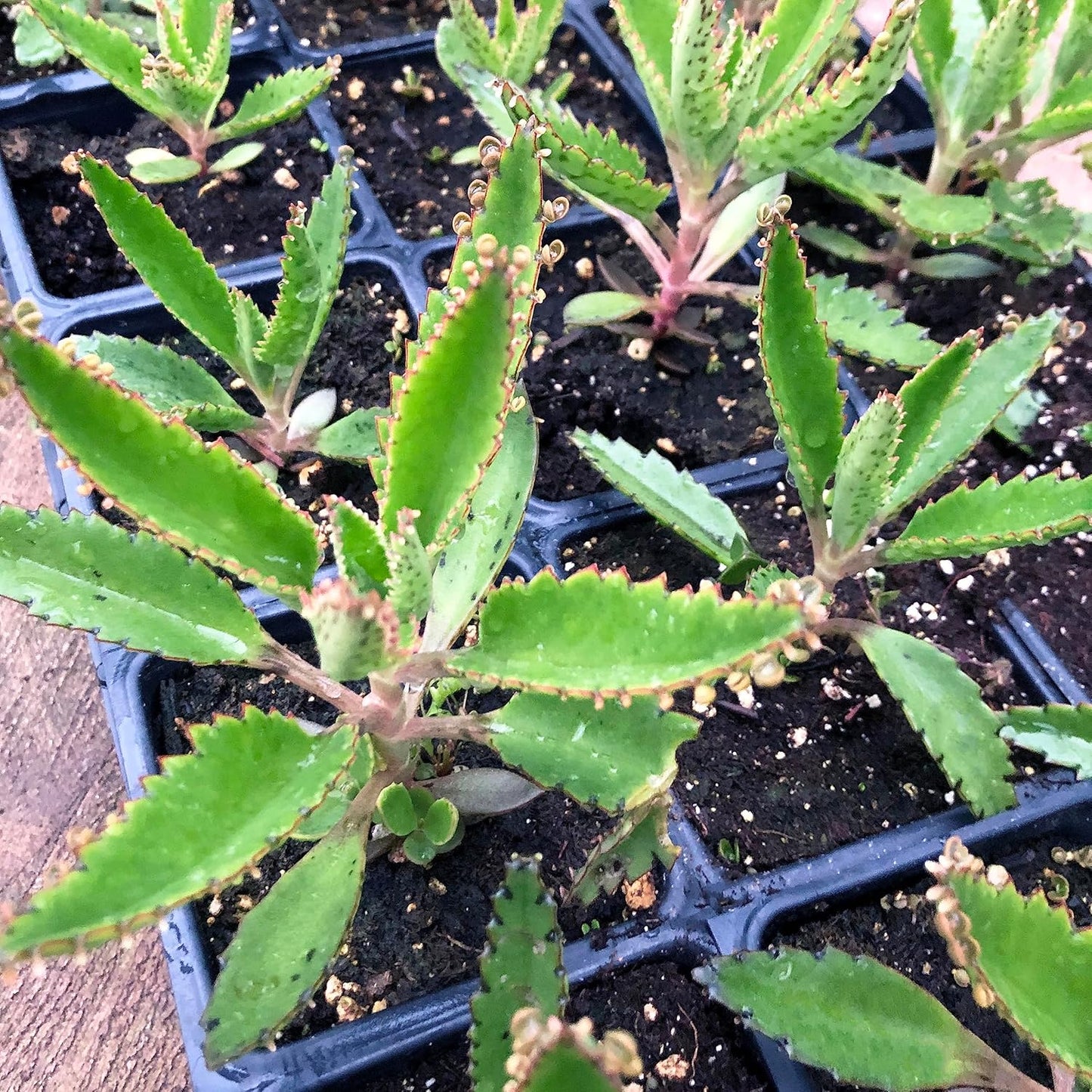 Smoke Camp Crafts Organic Mother of Thousands Plant (Kalanchoe daigremontiana) 2.5 inch Pot - Organic Easy-to-Grow Succulent House Plant for Home or Office Decor