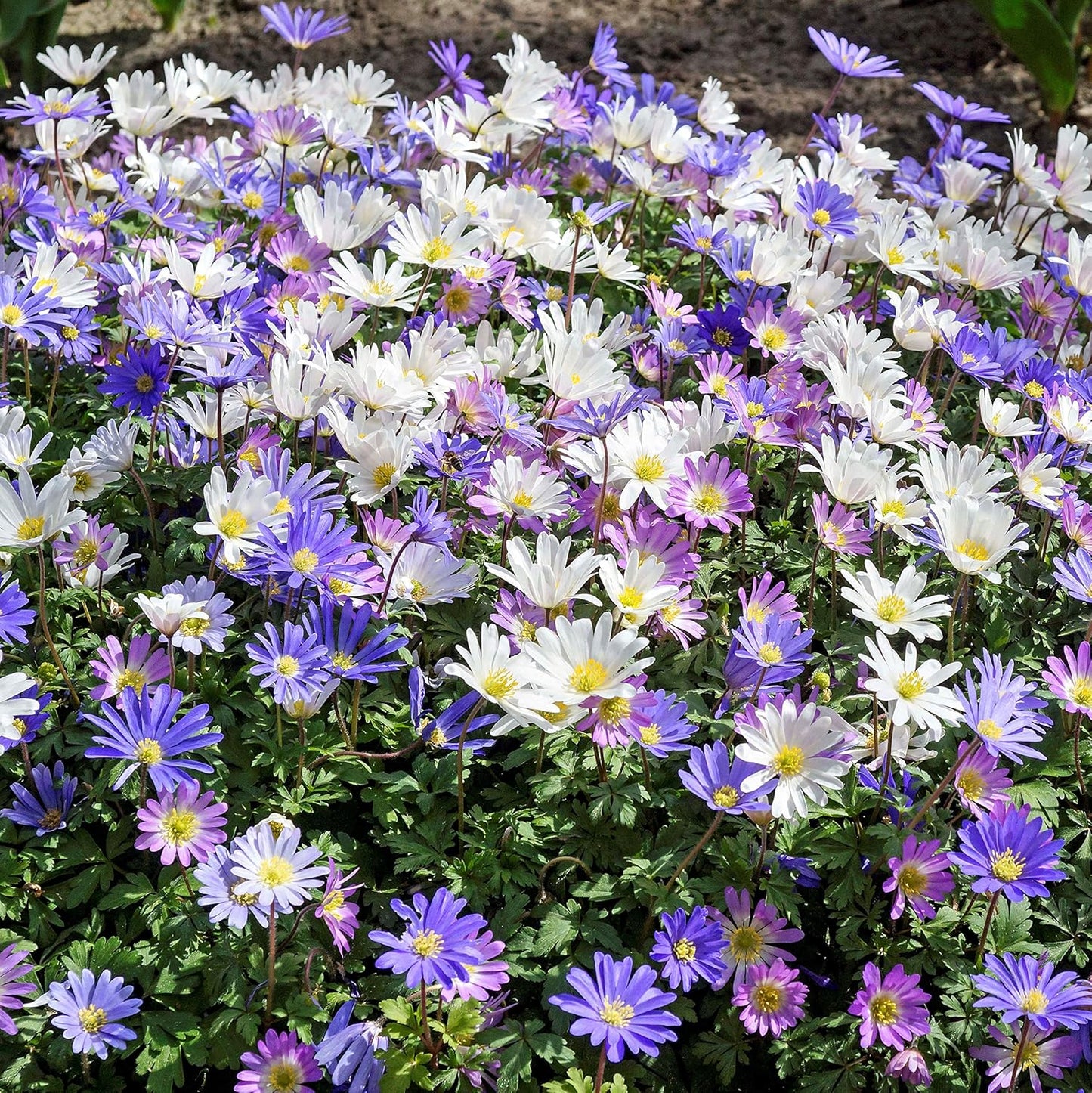 Easy to Grow Anemone Blanda Flutter Mix 60 Plant Bulbs - Blue, Pink, & White Flowers in Spring Outdoor, Full to Partial Sun